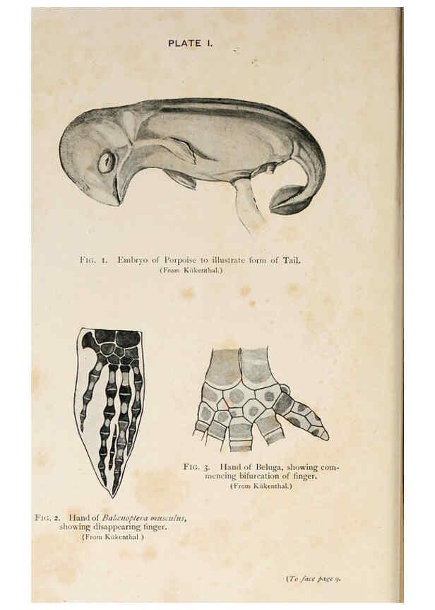 Reproducción/Reproduction 6002552624: A book of whales London,J. Murray;1900