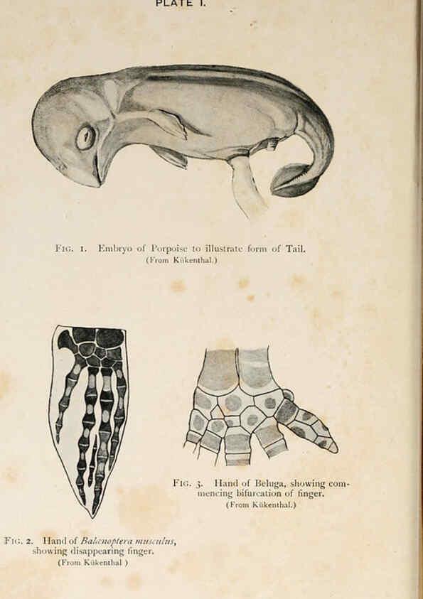 Reproducción/Reproduction 6002552624: A book of whales London,J. Murray;1900