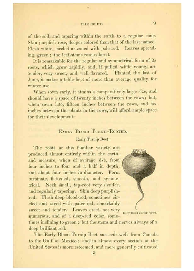 Reproducción/Reproduction 6002631982: The field and garden vegetables of America Boston,Crosby and Nichols,1863