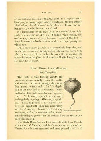 Reproducción/Reproduction 6002631982: The field and garden vegetables of America Boston,Crosby and Nichols,1863