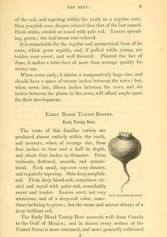 Reproducción/Reproduction 6002631982: The field and garden vegetables of America Boston,Crosby and Nichols,1863