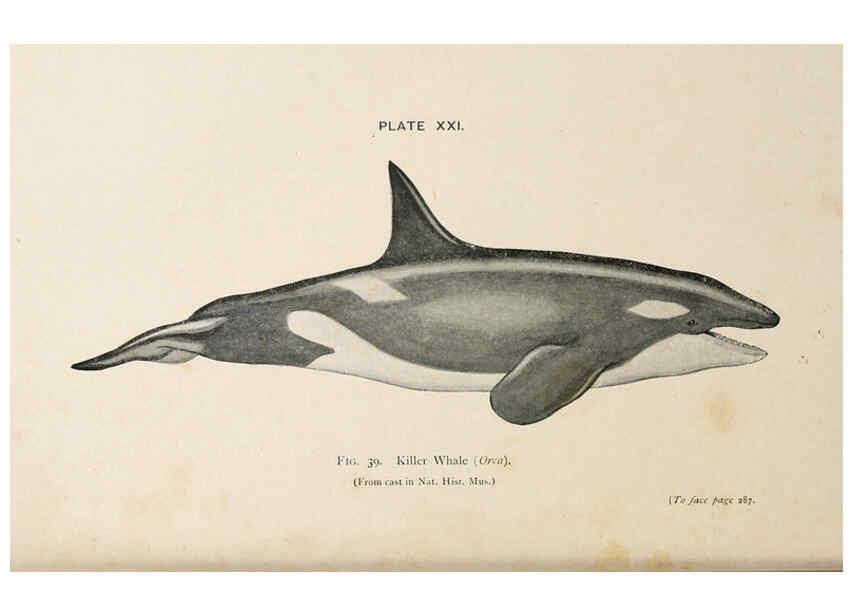 Reproducción/Reproduction 6002012355: A book of whales London,J. Murray;1900