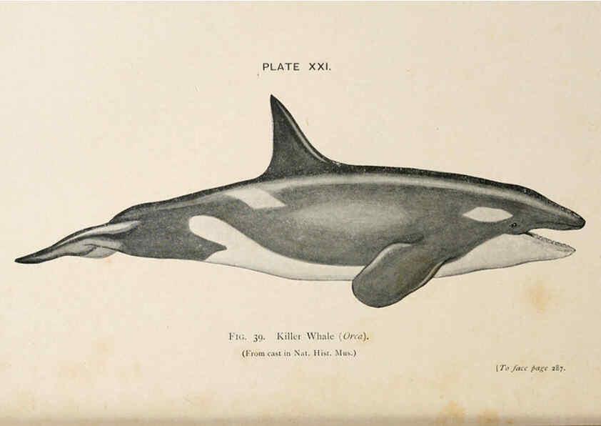 Reproducción/Reproduction 6002012355: A book of whales London,J. Murray;1900