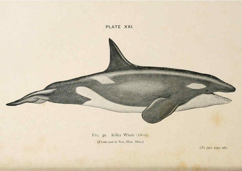 Reproducción/Reproduction 6002012355: A book of whales London,J. Murray;1900