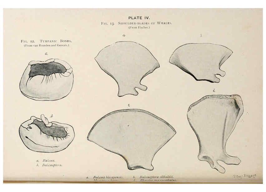 Reproducción/Reproduction 6002006963: A book of whales London,J. Murray;1900