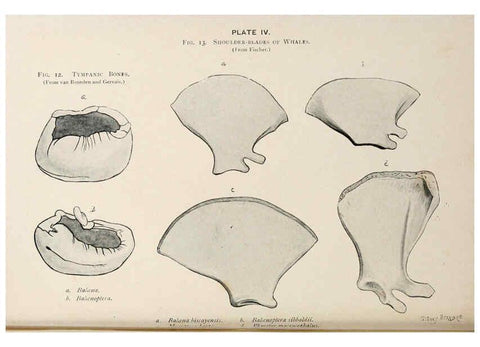 Reproducción/Reproduction 6002006963: A book of whales London,J. Murray;1900