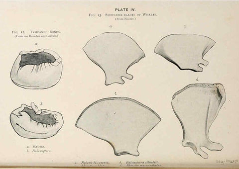 Reproducción/Reproduction 6002006963: A book of whales London,J. Murray;1900