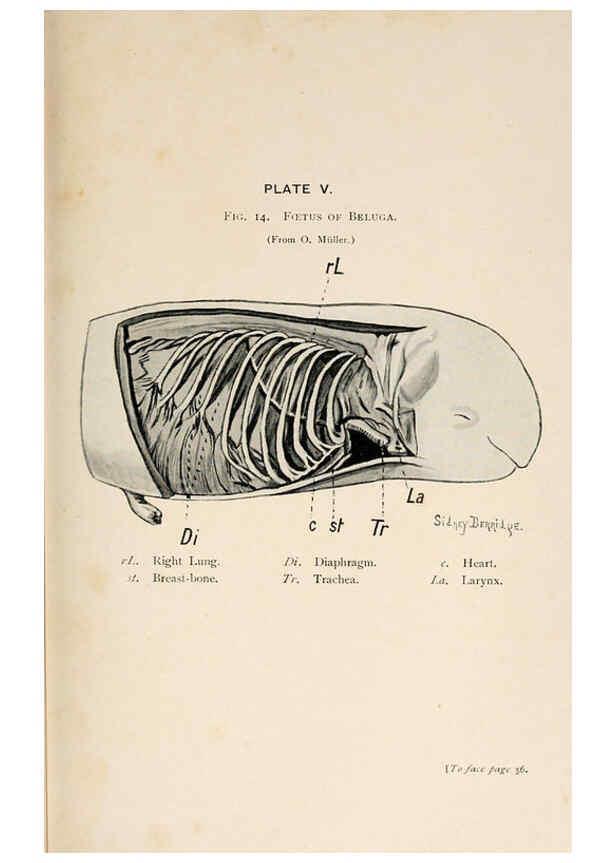 Reproducción/Reproduction 6002554152: A book of whales London,J. Murray;1900