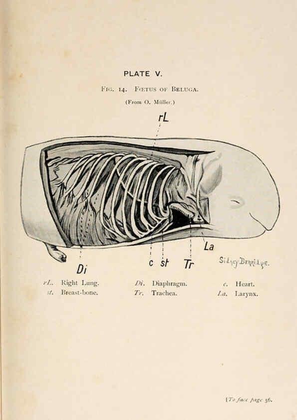 Reproducción/Reproduction 6002554152: A book of whales London,J. Murray;1900