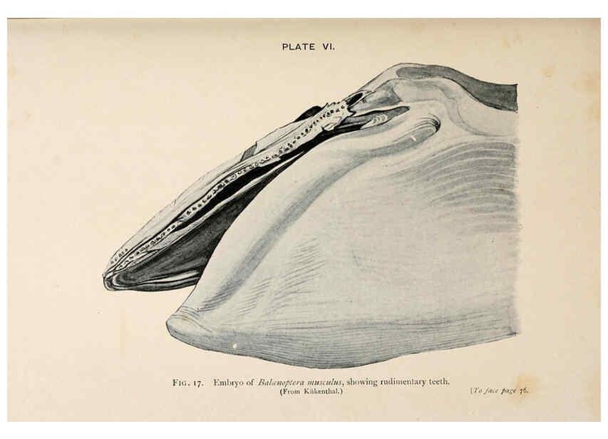 Reproducción/Reproduction 6002554442: A book of whales London,J. Murray;1900