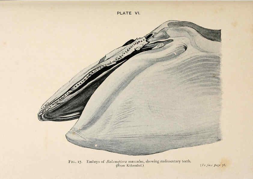 Reproducción/Reproduction 6002554442: A book of whales London,J. Murray;1900