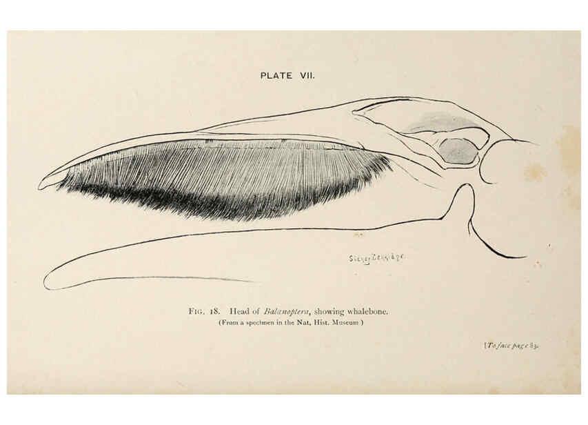 Reproducción/Reproduction 6002007979: A book of whales London,J. Murray;1900