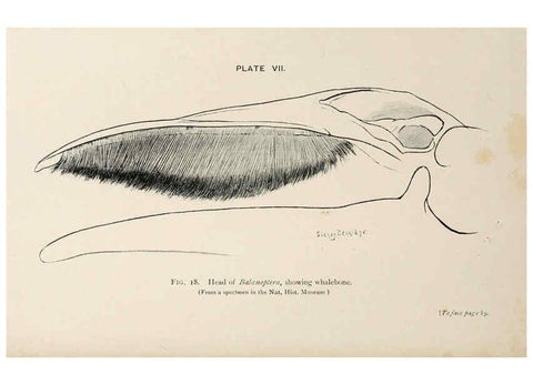 Reproducción/Reproduction 6002007979: A book of whales London,J. Murray;1900