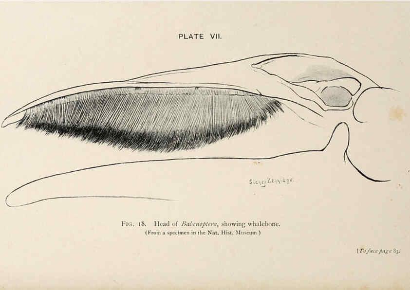 Reproducción/Reproduction 6002007979: A book of whales London,J. Murray;1900