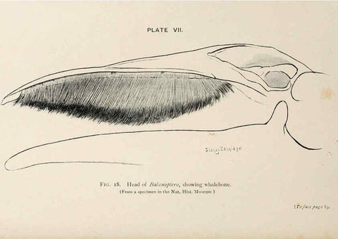Reproducción/Reproduction 6002007979: A book of whales London,J. Murray;1900