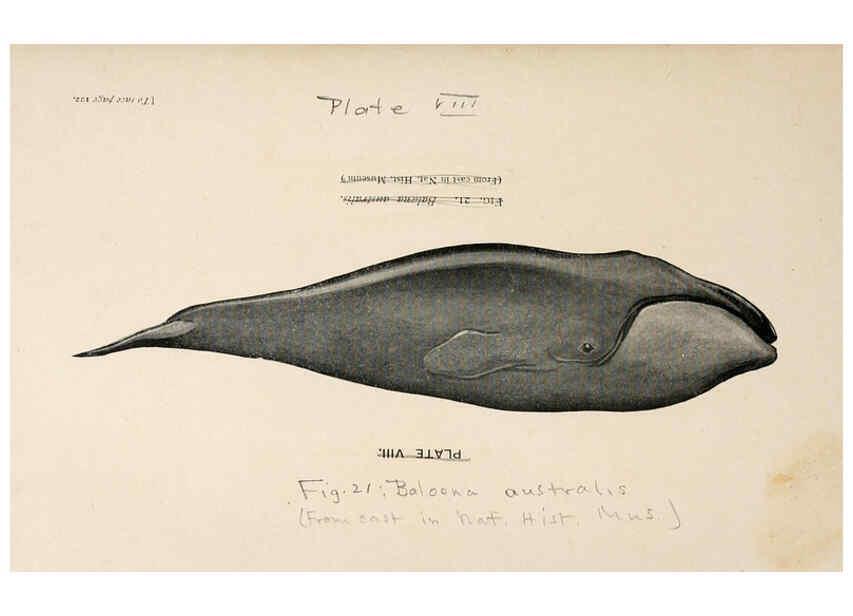 Reproducción/Reproduction 6002555200: A book of whales London,J. Murray;1900