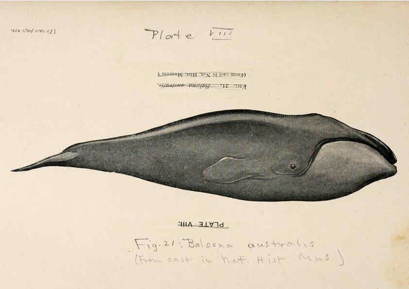 Reproducción/Reproduction 6002555200: A book of whales London,J. Murray;1900