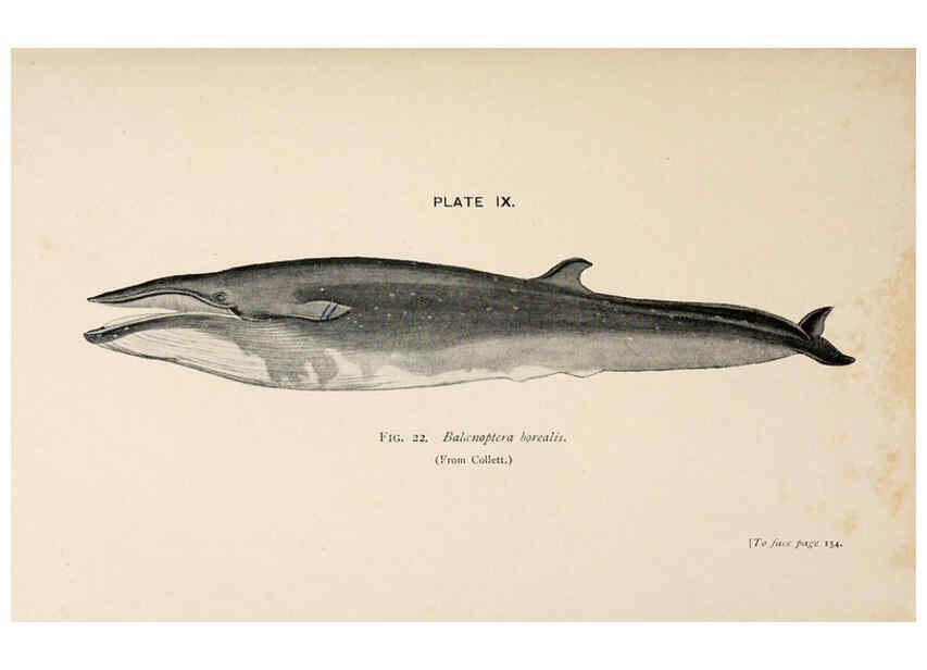 Reproducción/Reproduction 6002555446: A book of whales London,J. Murray;1900