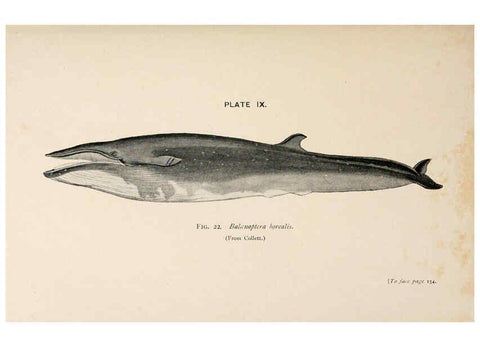 Reproducción/Reproduction 6002555446: A book of whales London,J. Murray;1900