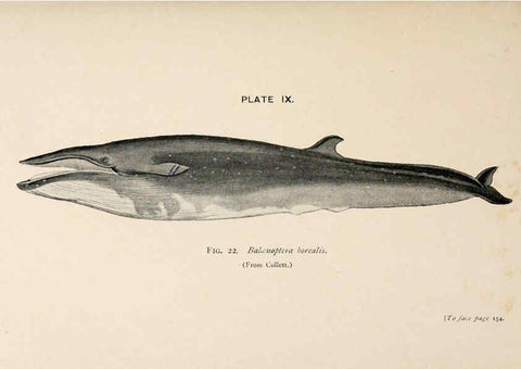 Reproducción/Reproduction 6002555446: A book of whales London,J. Murray;1900