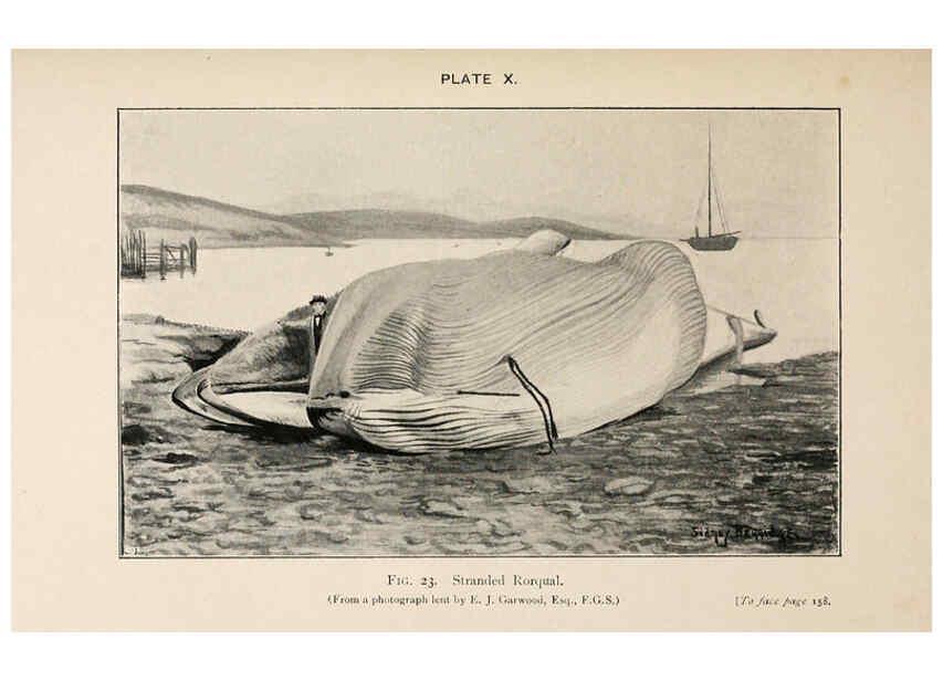 Reproducción/Reproduction 6002008965: A book of whales London,J. Murray;1900