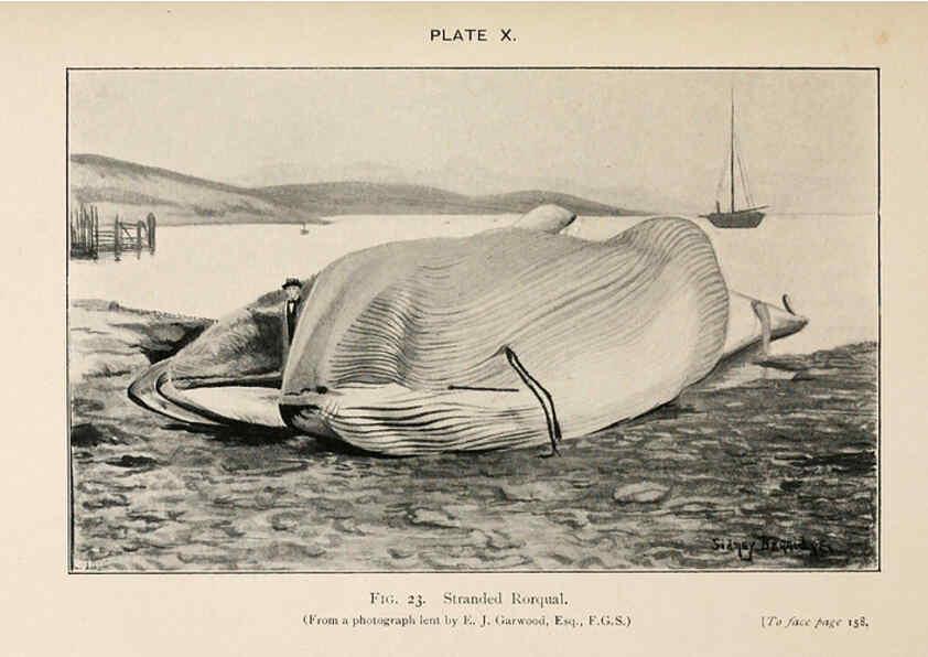 Reproducción/Reproduction 6002008965: A book of whales London,J. Murray;1900