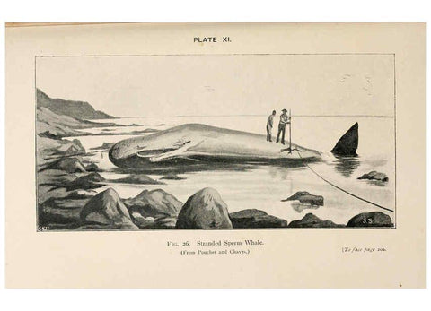 Reproducción/Reproduction 6002009299: A book of whales London,J. Murray;1900
