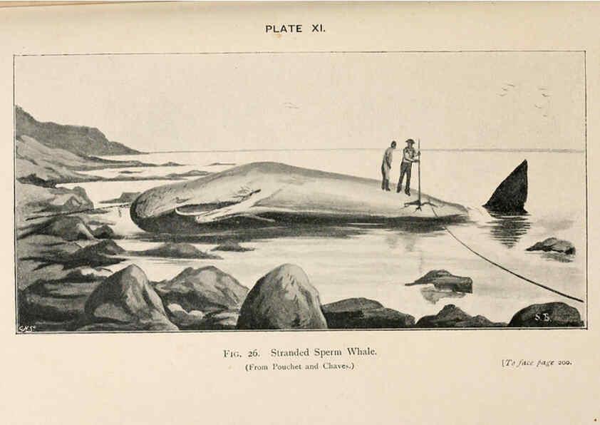 Reproducción/Reproduction 6002009299: A book of whales London,J. Murray;1900