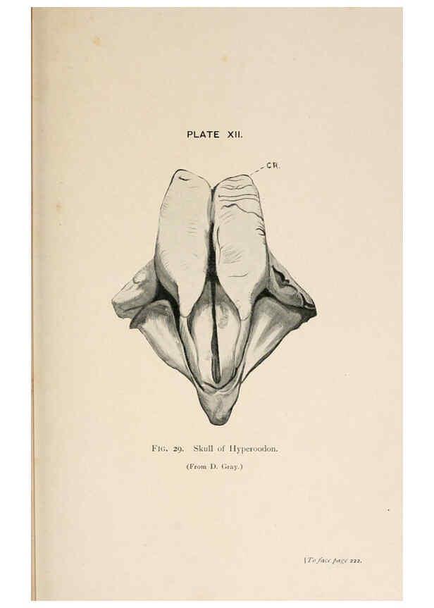 Reproducción/Reproduction 6002009655: A book of whales London,J. Murray;1900