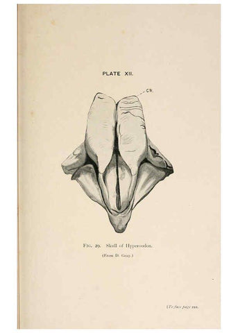 Reproducción/Reproduction 6002009655: A book of whales London,J. Murray;1900