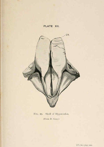 Reproducción/Reproduction 6002009655: A book of whales London,J. Murray;1900