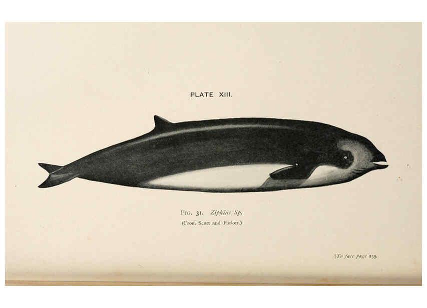 Reproducción/Reproduction 6002009937: A book of whales London,J. Murray;1900