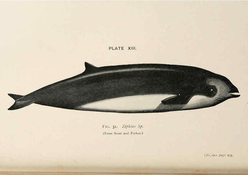 Reproducción/Reproduction 6002009937: A book of whales London,J. Murray;1900