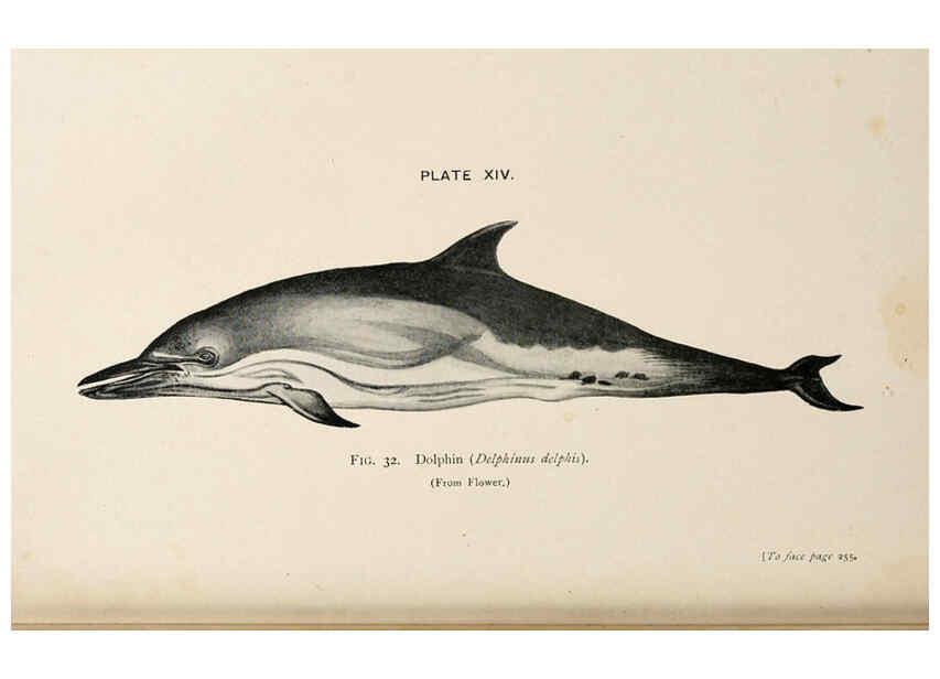 Reproducción/Reproduction 6002010193: A book of whales London,J. Murray;1900