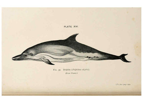 Reproducción/Reproduction 6002010193: A book of whales London,J. Murray;1900
