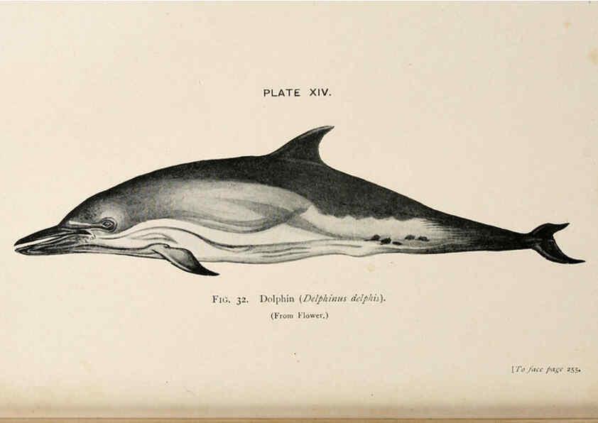 Reproducción/Reproduction 6002010193: A book of whales London,J. Murray;1900