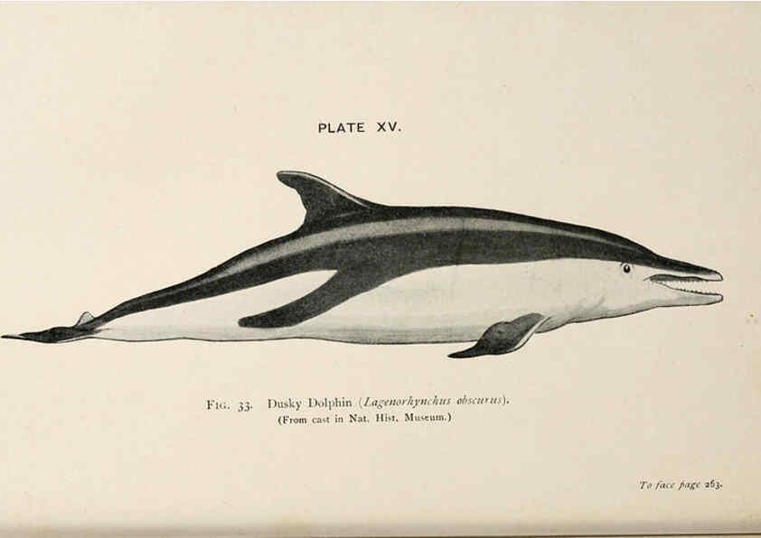 Reproducción/Reproduction 6002010425: A book of whales London,J. Murray;1900
