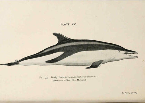 Reproducción/Reproduction 6002010425: A book of whales London,J. Murray;1900