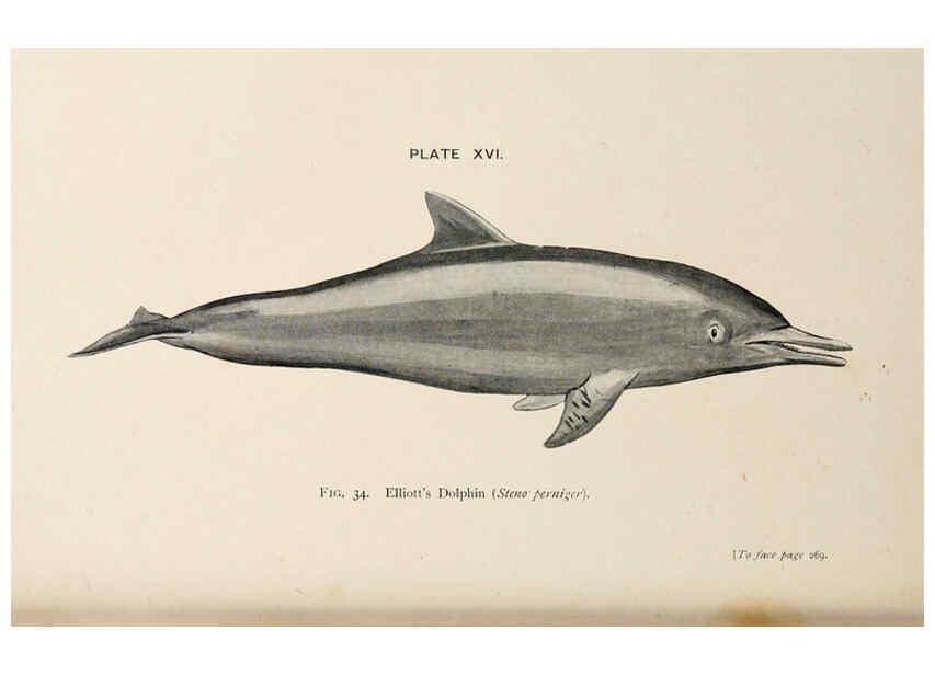Reproducción/Reproduction 6002010759: A book of whales London,J. Murray;1900
