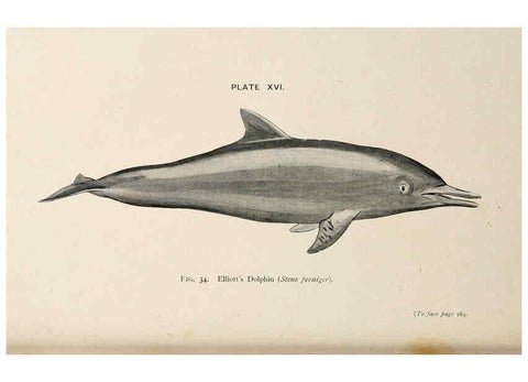 Reproducción/Reproduction 6002010759: A book of whales London,J. Murray;1900
