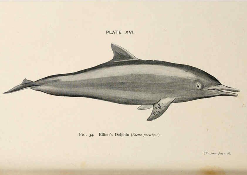 Reproducción/Reproduction 6002010759: A book of whales London,J. Murray;1900
