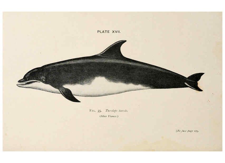 Reproducción/Reproduction 6002557894: A book of whales London,J. Murray;1900