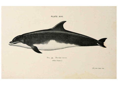Reproducción/Reproduction 6002557894: A book of whales London,J. Murray;1900