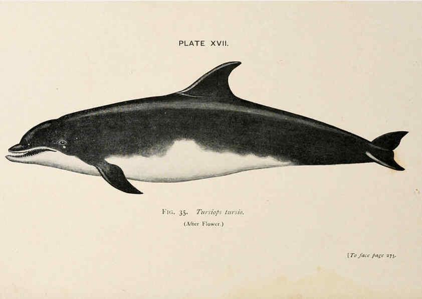Reproducción/Reproduction 6002557894: A book of whales London,J. Murray;1900