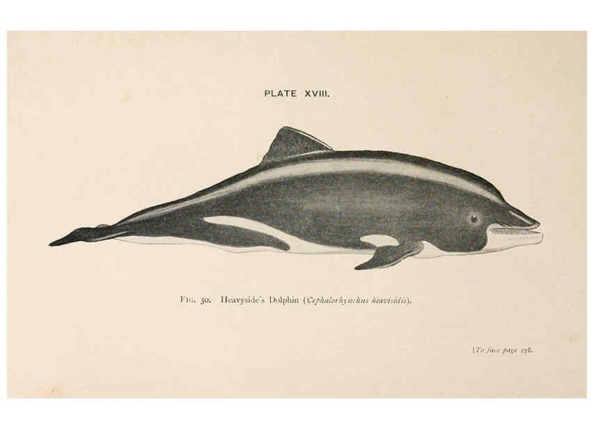 Reproducción/Reproduction 6002558448: A book of whales London,J. Murray;1900