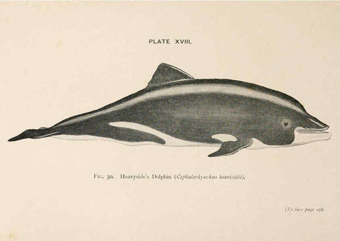 Reproducción/Reproduction 6002558448: A book of whales London,J. Murray;1900