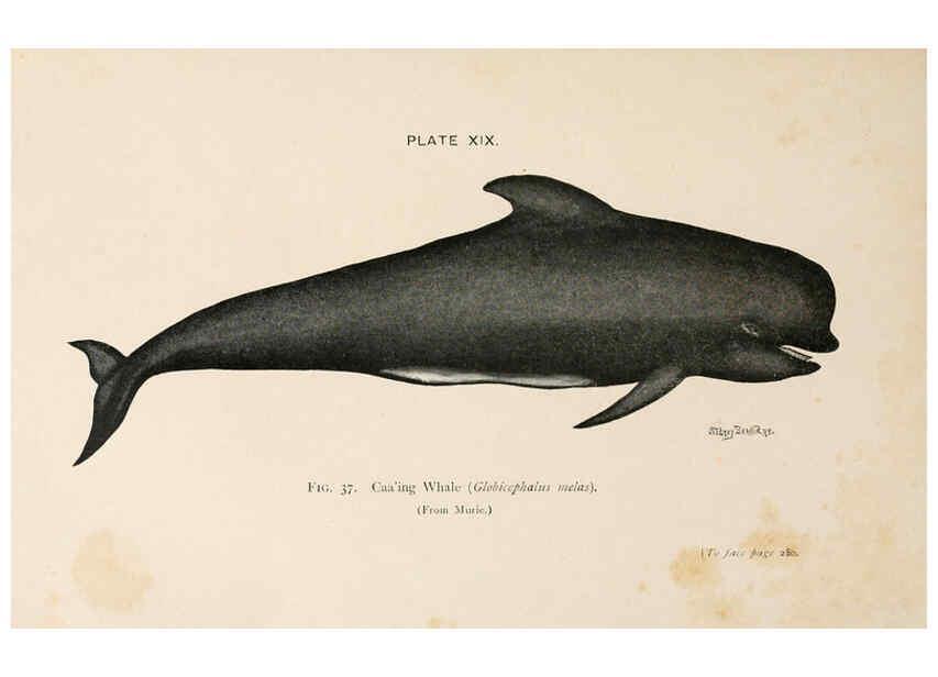 Reproducción/Reproduction 6002011771: A book of whales London,J. Murray;1900