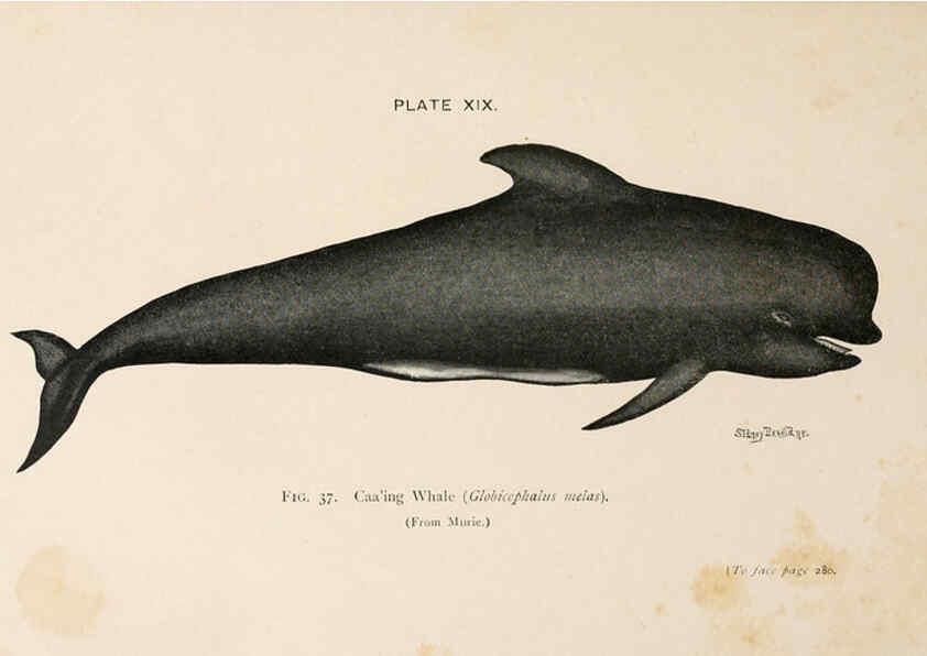 Reproducción/Reproduction 6002011771: A book of whales London,J. Murray;1900