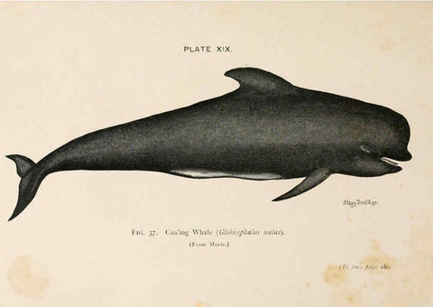 Reproducción/Reproduction 6002011771: A book of whales London,J. Murray;1900