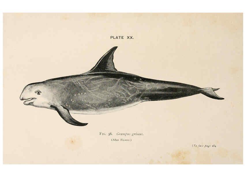 Reproducción/Reproduction 6002559066: A book of whales London,J. Murray;1900
